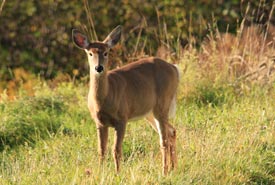 White-tailed deer thrive in Happy Valley Forest wintering in the Hemlock areas of relatively less snow. (Photo by Dean Mullin)