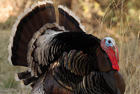 Wild male turkey (Photo by Wayne Dumbleton, CC-BY-NC-SA 4.0)