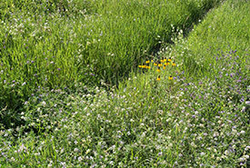 The coneflowers and others had congregated in a low spot along the trail, where water would be more plentiful. (Photo by Bill Armstrong)