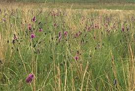 Wildflowers growing at Big Valley (Photo by NCC)