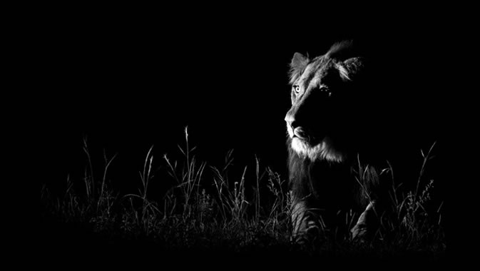 Shot in the Dark (Photo by Andrew Schoeman, South Africa)
