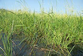 Native wildrice returning in treated areas. (Photo by Courtney Robichaud)