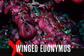 Winged euonymus (Photo by John Ruter/University of Georgia/Bugwood.org) 
