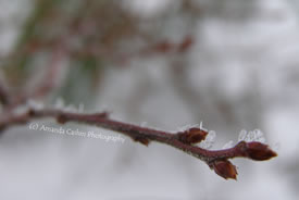 Winter bud (Photo by Amanda Cashin Photography)