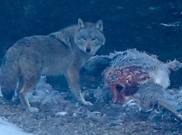 A wolf and its prey. (Photo by David Arrigo)