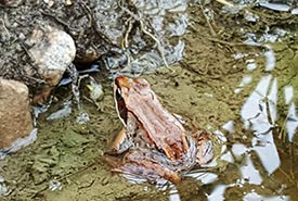 Wood frog (Photo by NCC)