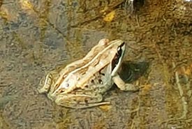 Wood frog (Photo by NCC)