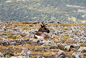 Woodland caribou at the summit of Mont Jacques-Cartier, tallest among the Chic Choc Mountains of Gaspésie National Park, QC. (Photo by Zack Metcalfe)