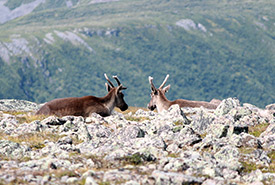 Woodland caribou at the summit of Mont Jacques-Cartier, tallest among the Chic Choc Mountains of Gaspésie National Park, QC. (Photo by Zack Metcalfe)