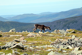 Woodland caribou at the summit of Mont Jacques-Cartier, tallest among the Chic Choc Mountains of Gaspésie National Park, QC. (Photo by Zack Metcalfe)