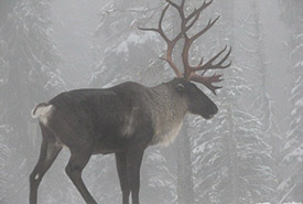 Woodland caribou are threatened and may be futher threatened by fires affecting lichen, their main food source. (Photo by Steve Forrest CC BY-NC 2.0)