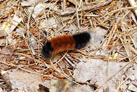 Woolly bear caterpillar (Photo by Noah Brian Johnson, CC BY-NC 4.0)