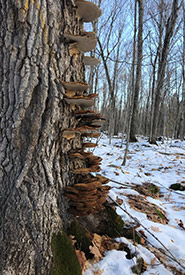 Fungi growing on a tree on Cockburn Island (Photo by NCC).