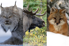 World Wildlife Day: vote for Canada lynx (photo by Mike Dembeck) ,moose (photo by Paul Turbitt) or gray fox (photo by John James Henderson) 