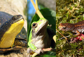 World Wildlife Day: vote for Blanding's turtle (photo by Ryan M. Bolton), gray treefrog (photo by Ryan M. Bolton) or four-toed salamander (photo by Brian Gratwicke)