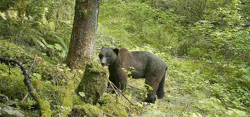 This image of a bear was taken with a trail camera in Wuikinuxv (Photo by NCC)