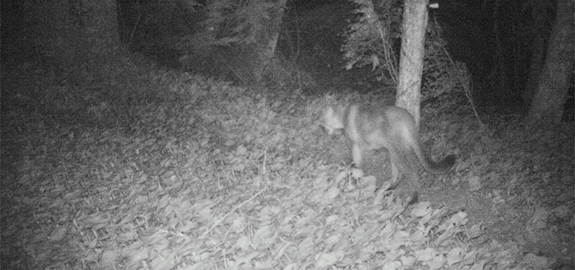 This image of a cougar was taken with a trail camera in Wuikinuxv (Photo by NCC)