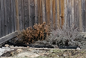 Our Christmas tree in a corner beside an unruly lavender shrub planted by the house's previous owners. (Photo by Wendy Ho/NCC staff)