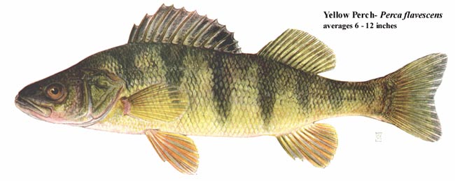 Yellow perch (Illustration by New York Dept. of Environmental Conservation)