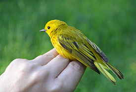 Trained NCC staff handling a yellow warbler at the Big Valley property MAPS station (Photo by NCC)