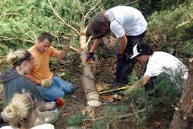 Young volunteers tackling Scotch pine on an NCC reserve, ON (Photo by NCC)