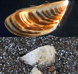 Top: Zebra mussel. Bottom: Quagga mussel (Photos by U.S. EPA and Jeff Skrentny, respectively)
