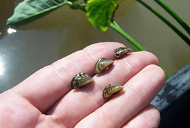 Zebra mussels (Photo by Michael Massimi, Barataria-Terrebonne National Estuary Program/Bugwood.org)