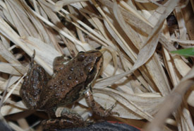 Columbia spotted frog at 