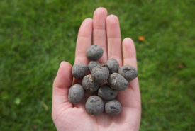 Gaillardia seed bombs (Photo by NCC)
