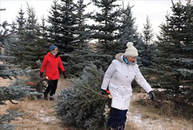 Volunteers harvesting Colorado blue spruce trees near Red Deer. December 5, 2021 (Photo by NCC)