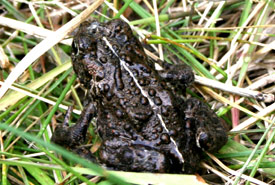 Western (boreal) toad (Photo by NCC)