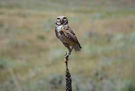 Burrowing owl on Sage and Sparrow Conservation Area (Photo by NCC)