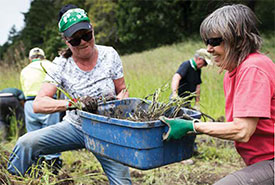 Volunteers work together to remove invasive species. (Photo by Melissa Renwick)