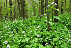 Invasive garlic mustard can take over forests, harming native understory species (Photo by NCC)