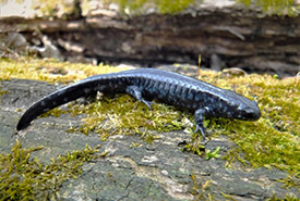 Small-mouthed salamander (Photo by Thomas Hossie)