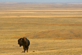 Buffalo, Old Man on his Back Ranch, Saskatchewan (Photo by NCC)