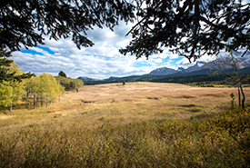 Jim Prentice Wildlife Corridor, Oelke property in the Crowsnest Pass, AB (Photo by Brent Calver)