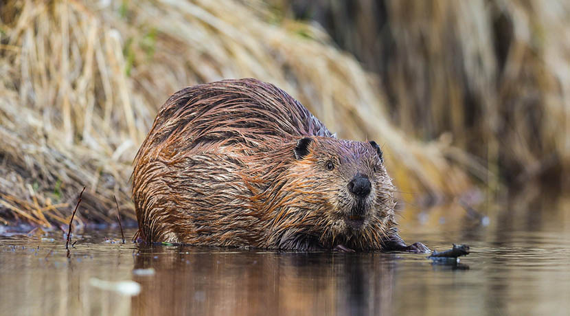 Beaver, Photo by Brent Calver