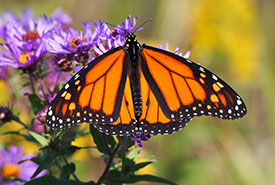 Monarch (Photo by Mary Gartshore)