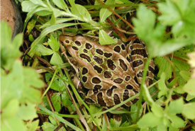 Northern leopard frog (Photo by NCC)