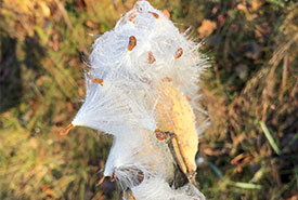 Common Milkweed (Photo by G-Nicoll)