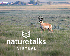 Pronghorn on the Haugan Property; Photo by Levi W.