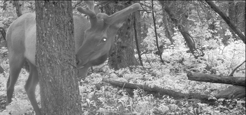 Bull elk, Brooks property, Waterton, AB (Photo by NCC)