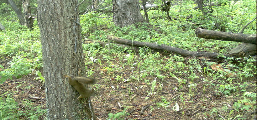 Red squirrel, Brooks property, Waterton, AB (Photo by NCC)