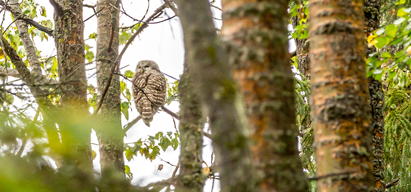 Barred owl sited on Bunchberry Meadows while hiking (Photo by Kyle Marquardt)