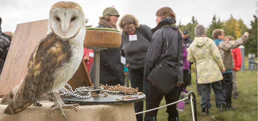 Barn owl on display from the Alberta Birds of Prey Foundation on Bunchberry Meadows (Photo by Kyle Marquardt)