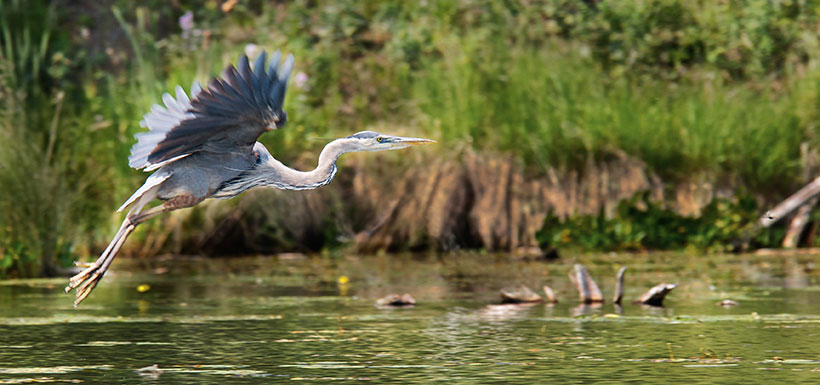 Great blue heron (Photo by Karol Dabbs)