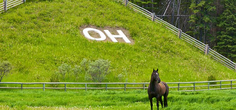 Horse, OH Ranch, Bow Natural Area, AB (Photo by Karol Dabbs)