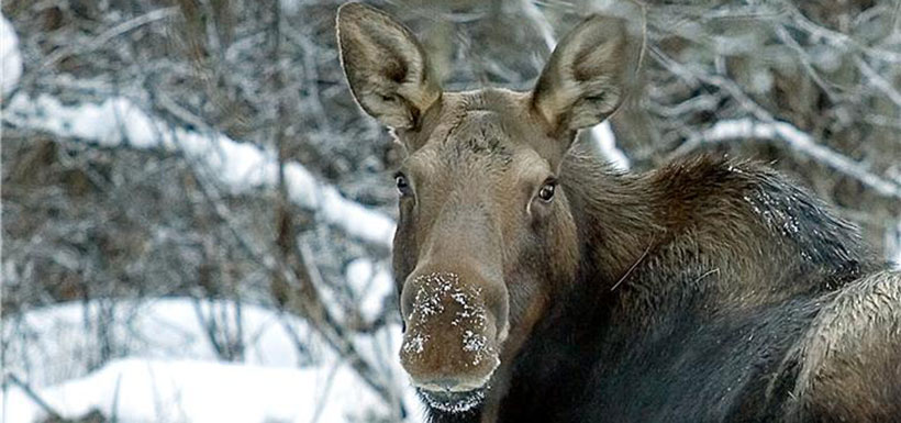 Moose in winter (Photo by Thomas Drasdauskis)