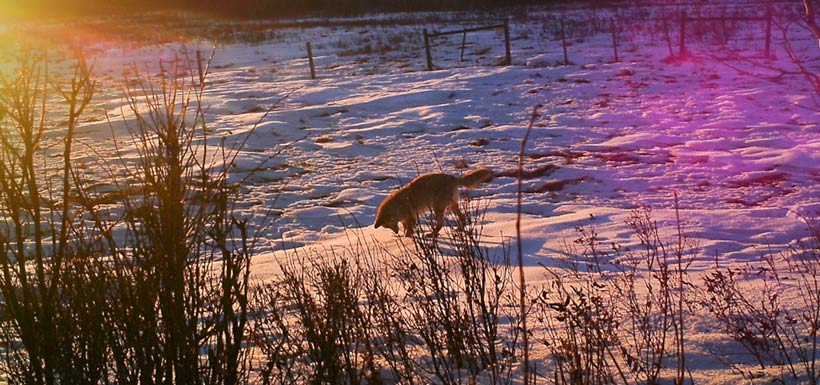 Fox at Rockland Bay property (Photo by NCC)